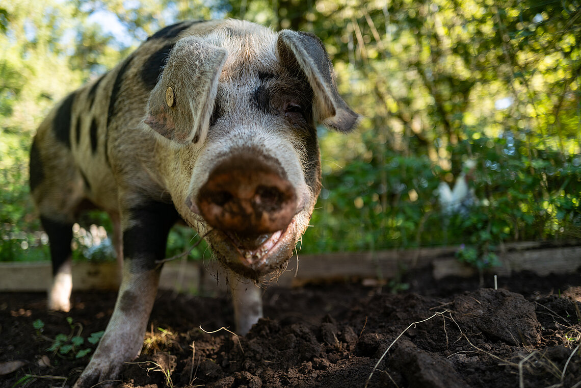 Being Organic in EU Being Organic in EU