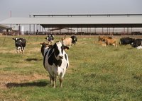 Being organic in EU